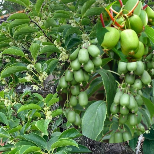 Actinidia arguta 'Issai' - Teravahambuline aktiniidia 'Issai' C1/1L